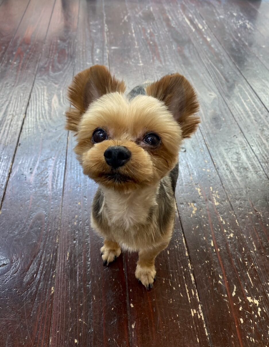 ラスティちゃん🐶