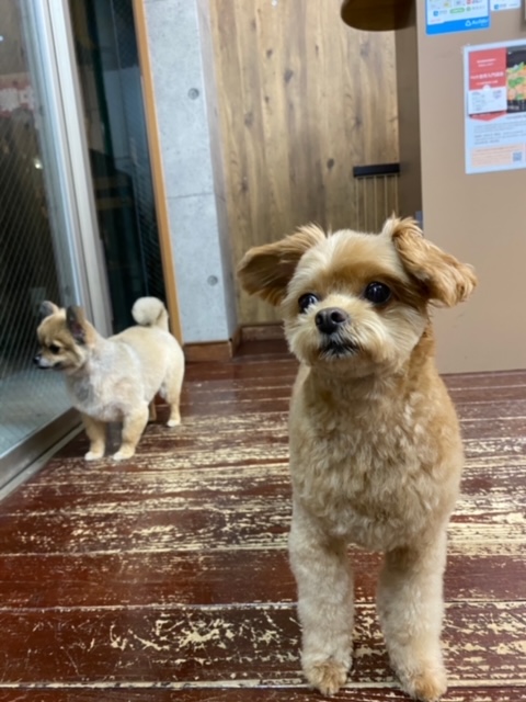 イルちゃん?アムちゃん?