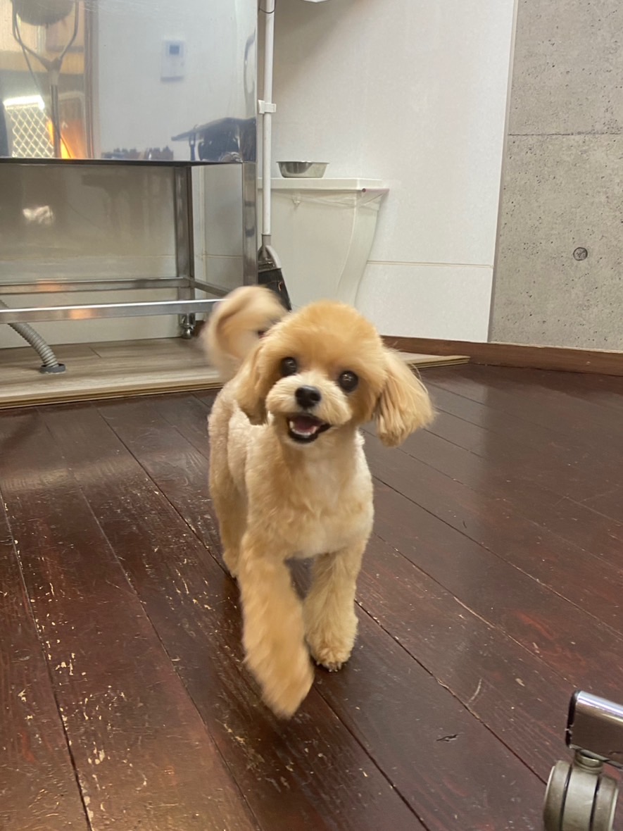 マロンちゃん🐶