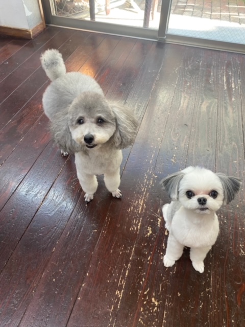 つくしちゃんと豆大福ちゃん🐶🐶