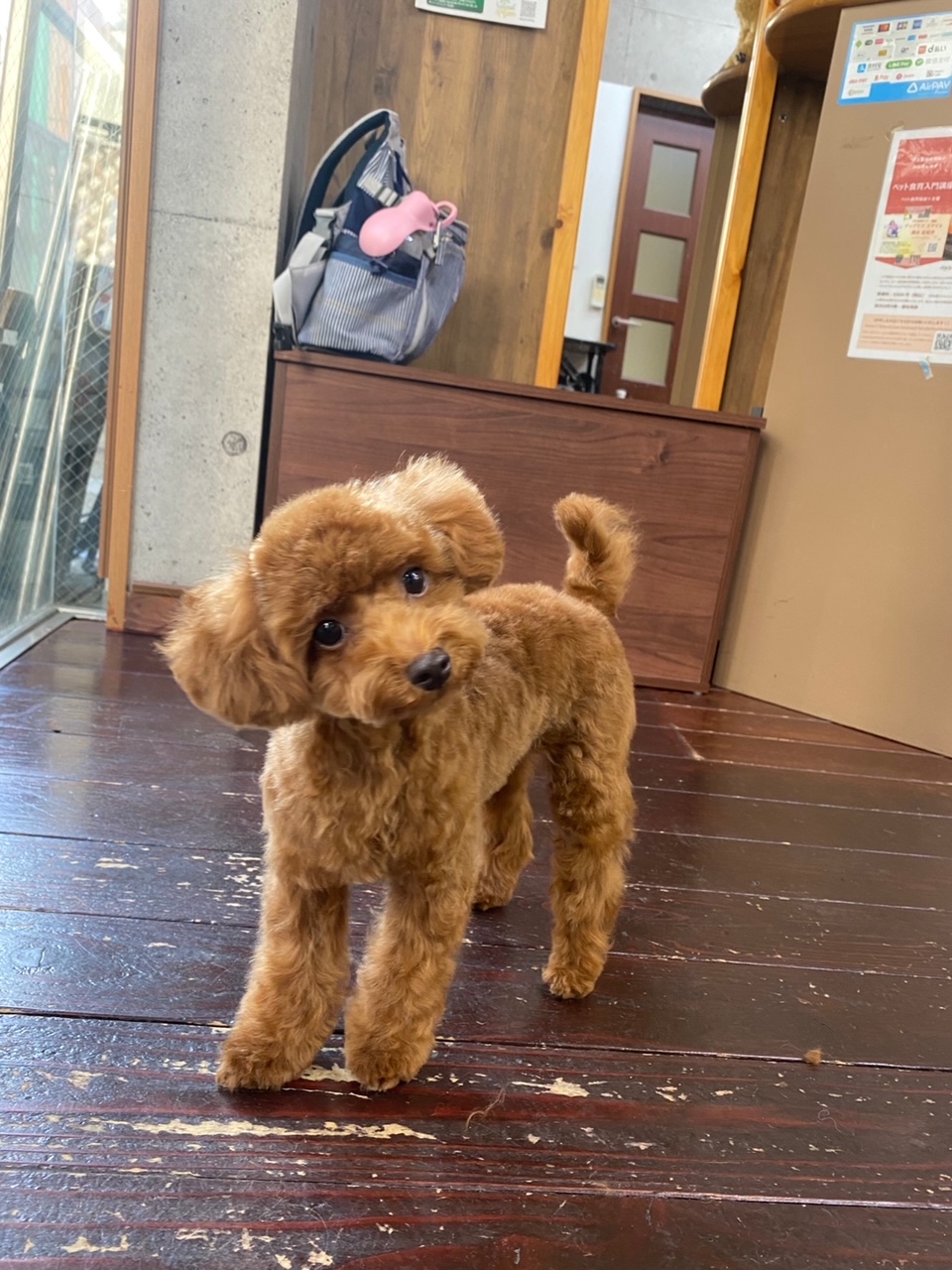 ひまるちゃん🐩