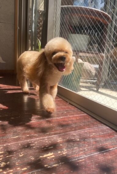 レイナちゃん🐩