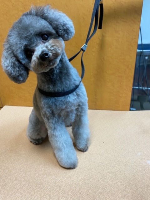 プリンちゃん！