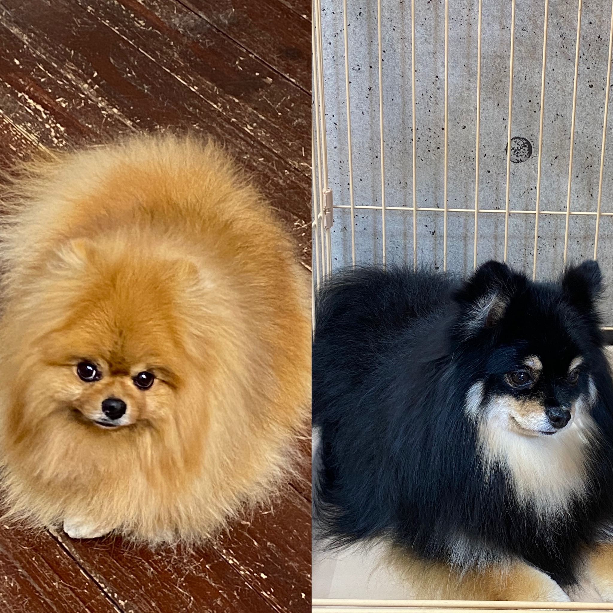 きなこ&あんちゃん?