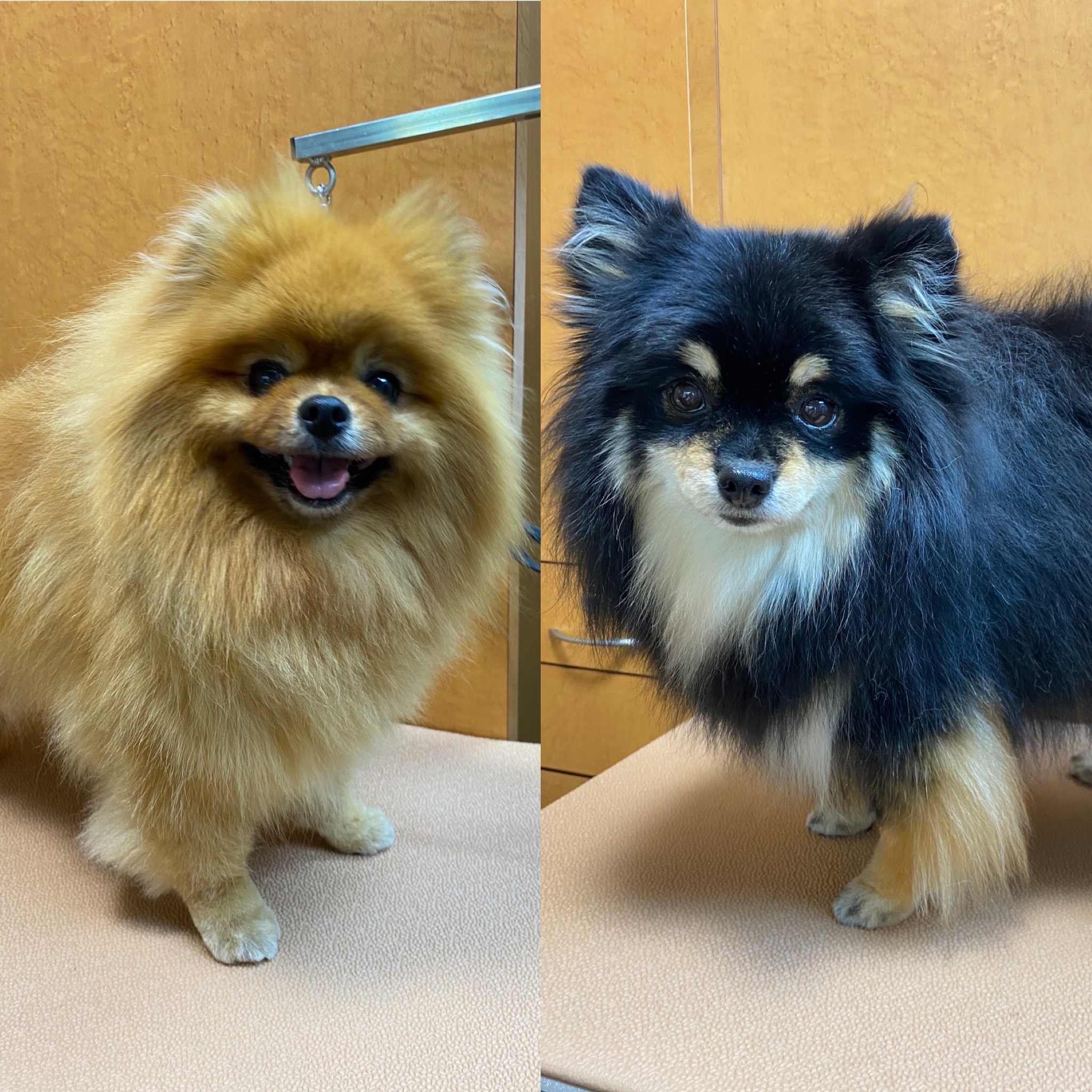 きなこ・あんちゃん！