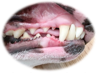 犬の歯