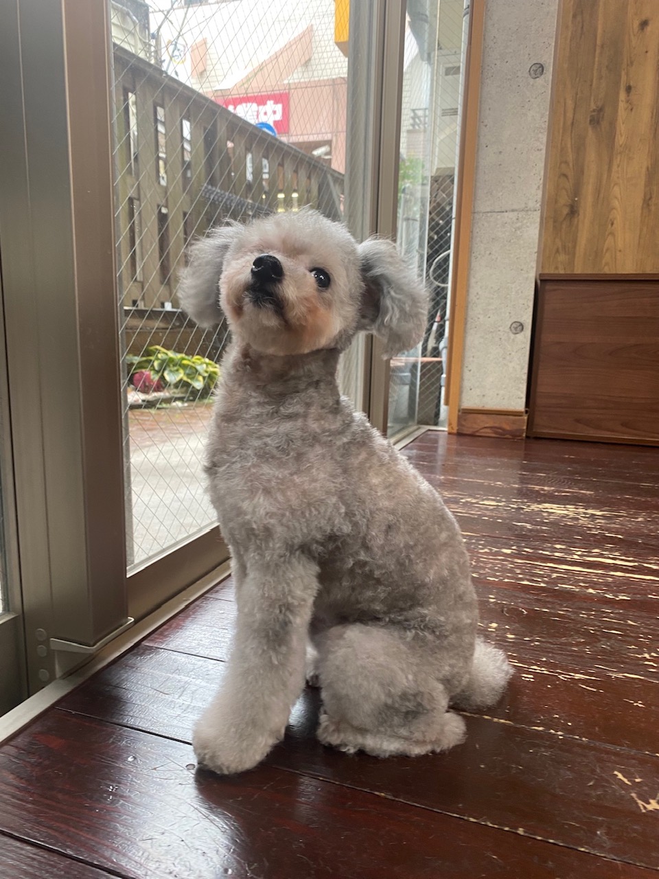 シルキーちゃん🐩