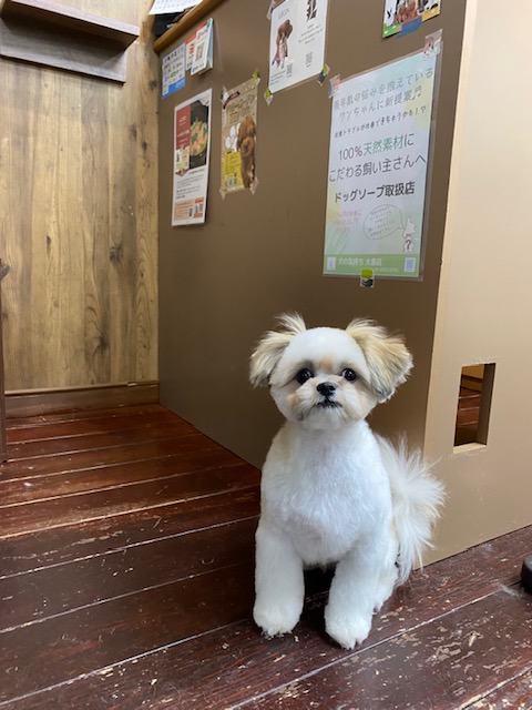 ギズモちゃん🐶