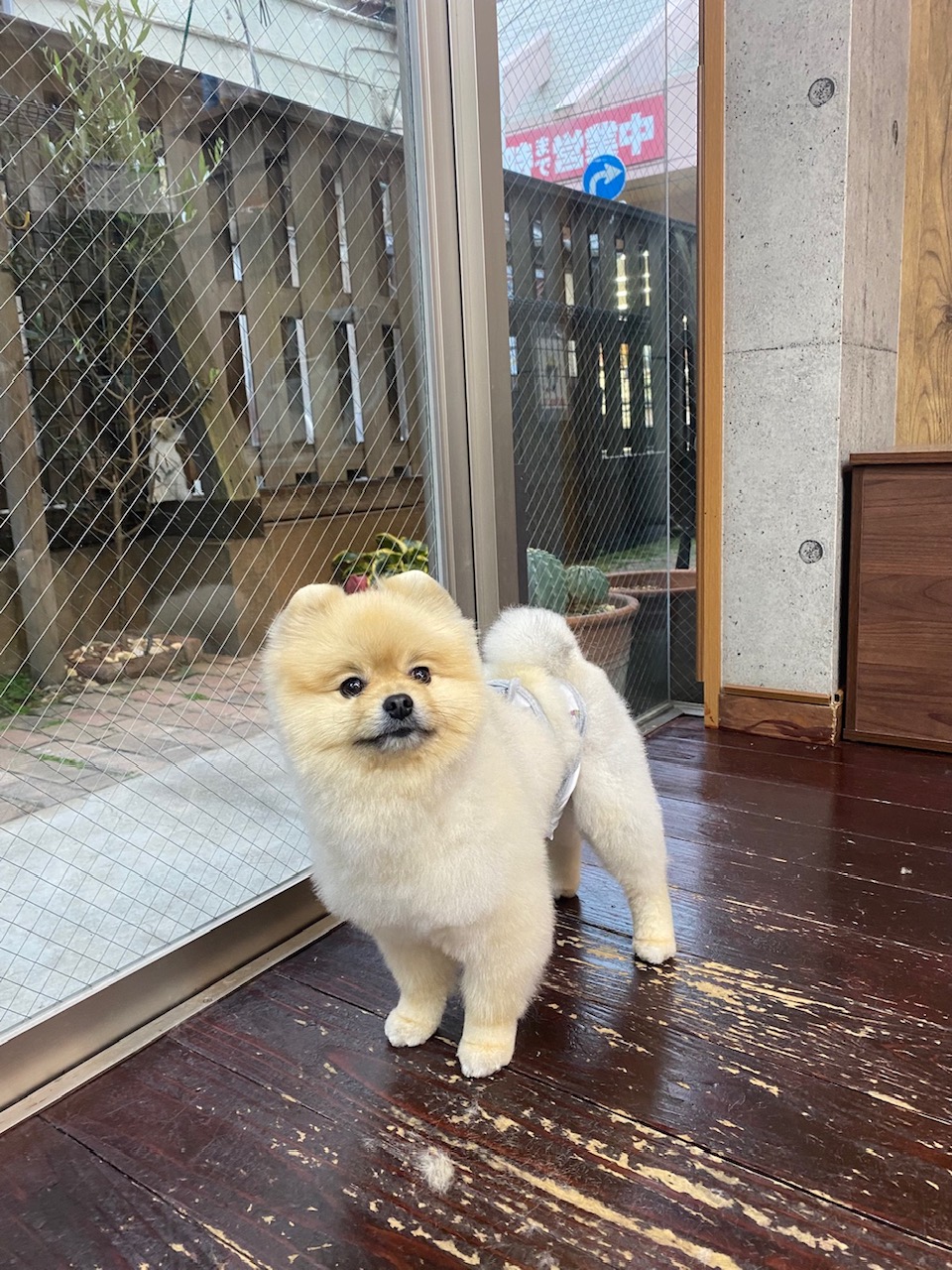 ふぅちゃん🐶