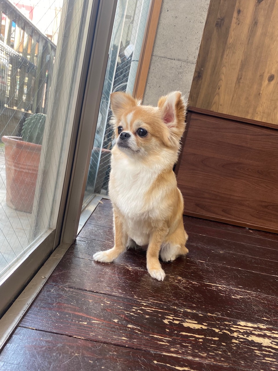 アニーちゃん🐶