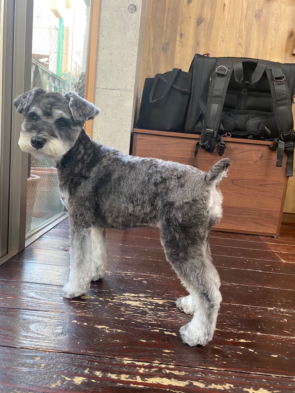 サニーちゃん🐶