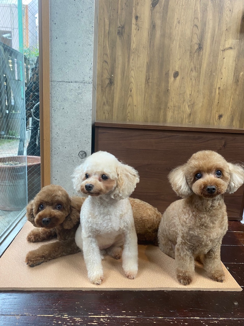 ニコ＆シエル＆チャコちゃん🐩🐩🐩