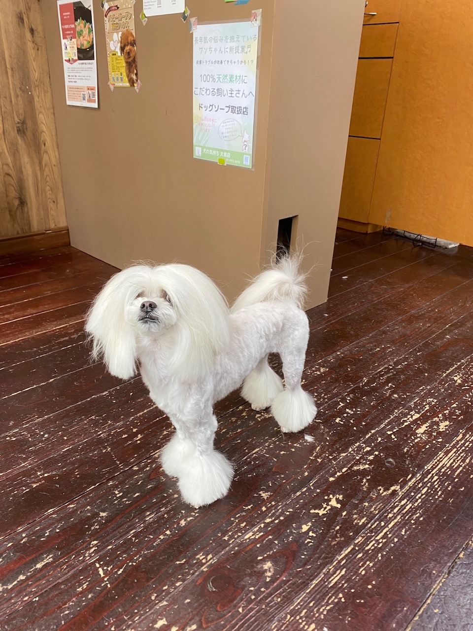 スカイちゃん🐶