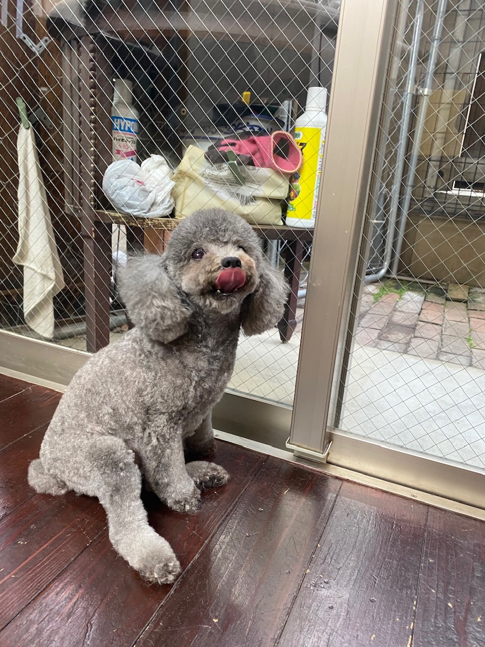 プリンちゃん🐩