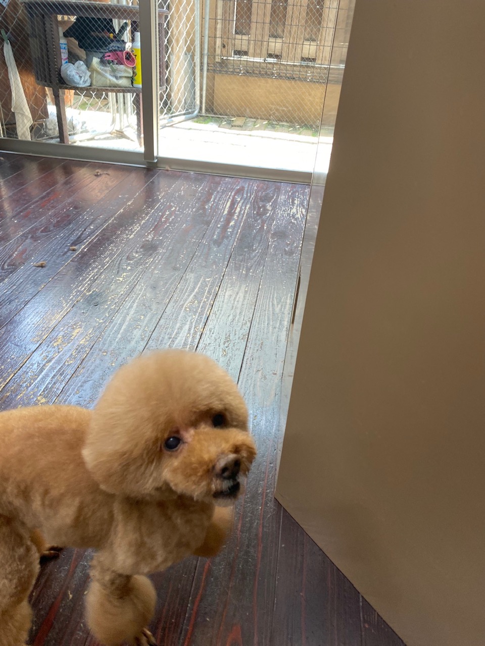 ここあちゃん🐩