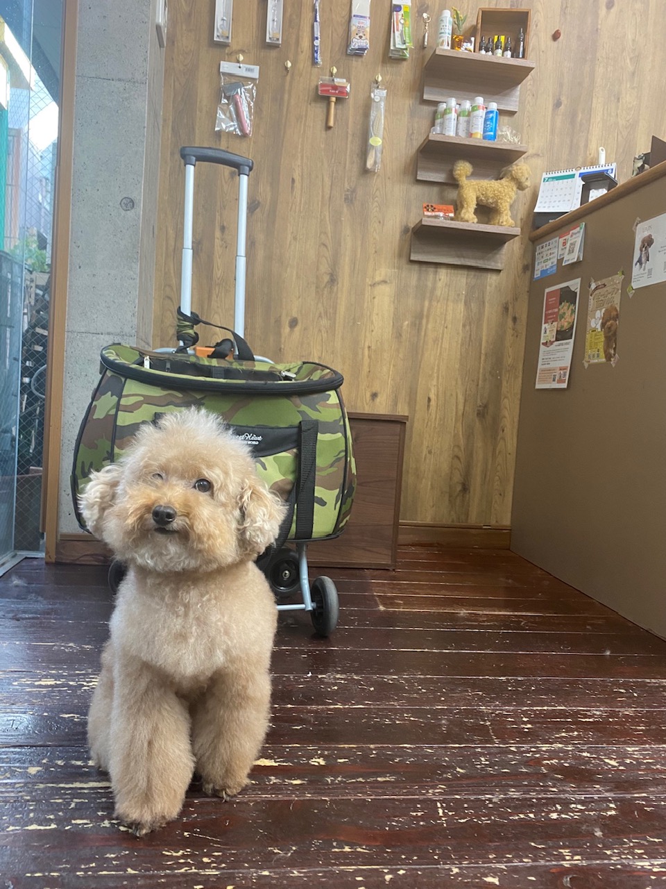 グリコ・マルコちゃん(双子ちゃん)🐩🐩