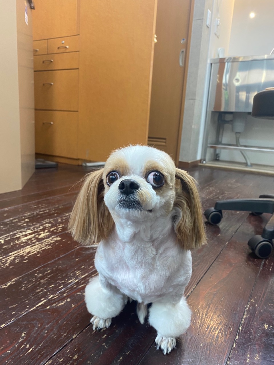 レオンちゃん🐶