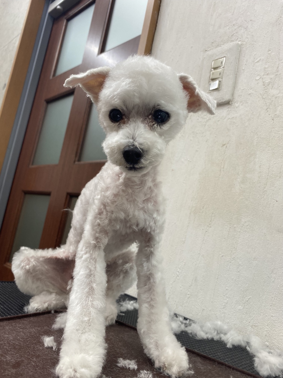 ましゅちゃん🐩