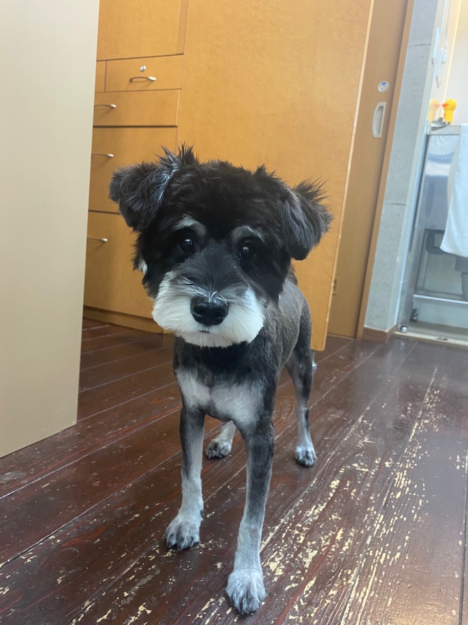 アッシュちゃん👶🐶