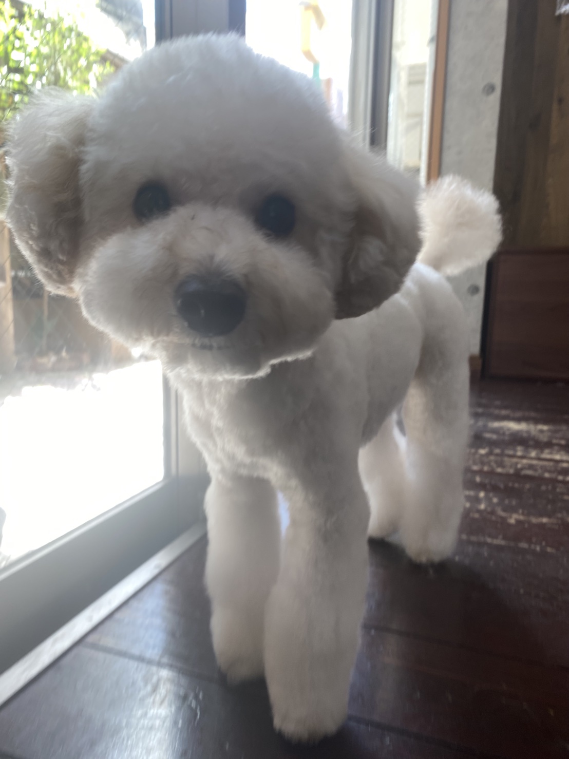 ベイリーちゃん🐶