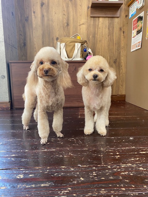 くるみ＆せんべいちゃん🐩🐩