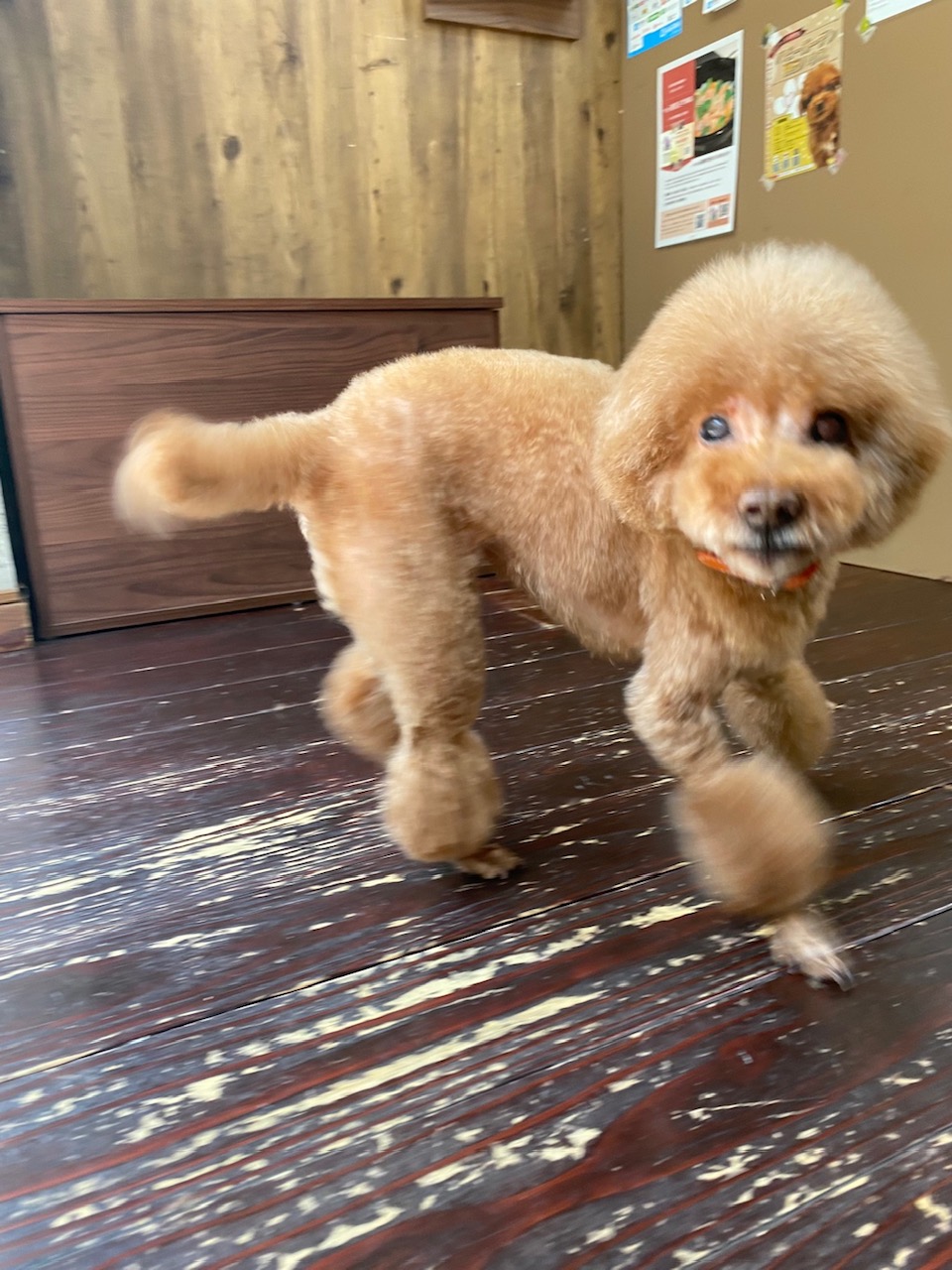 ここあちゃん🐶