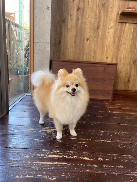 ふわんちゃん🐶