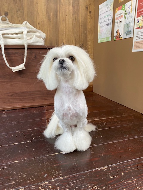 スカイちゃん🐶