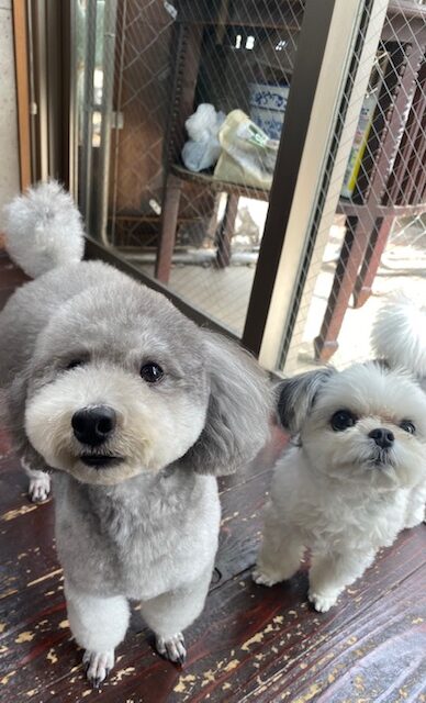 つくし＆豆大福ちゃん🐶🐶