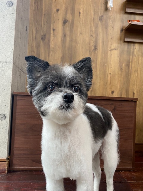 晴明(ハルミン)ちゃん🐶