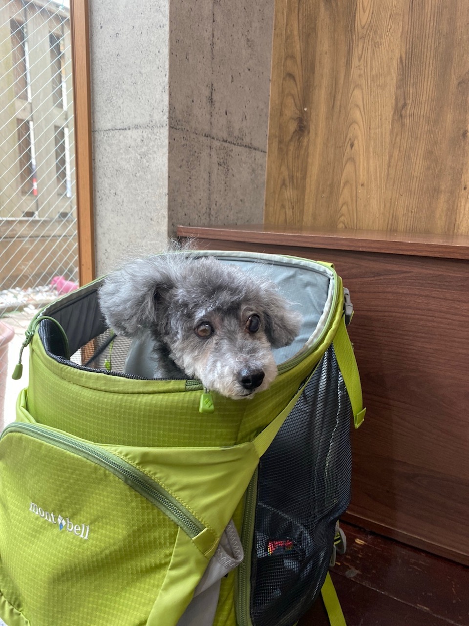 ニコちゃん😊ココちゃん🐶