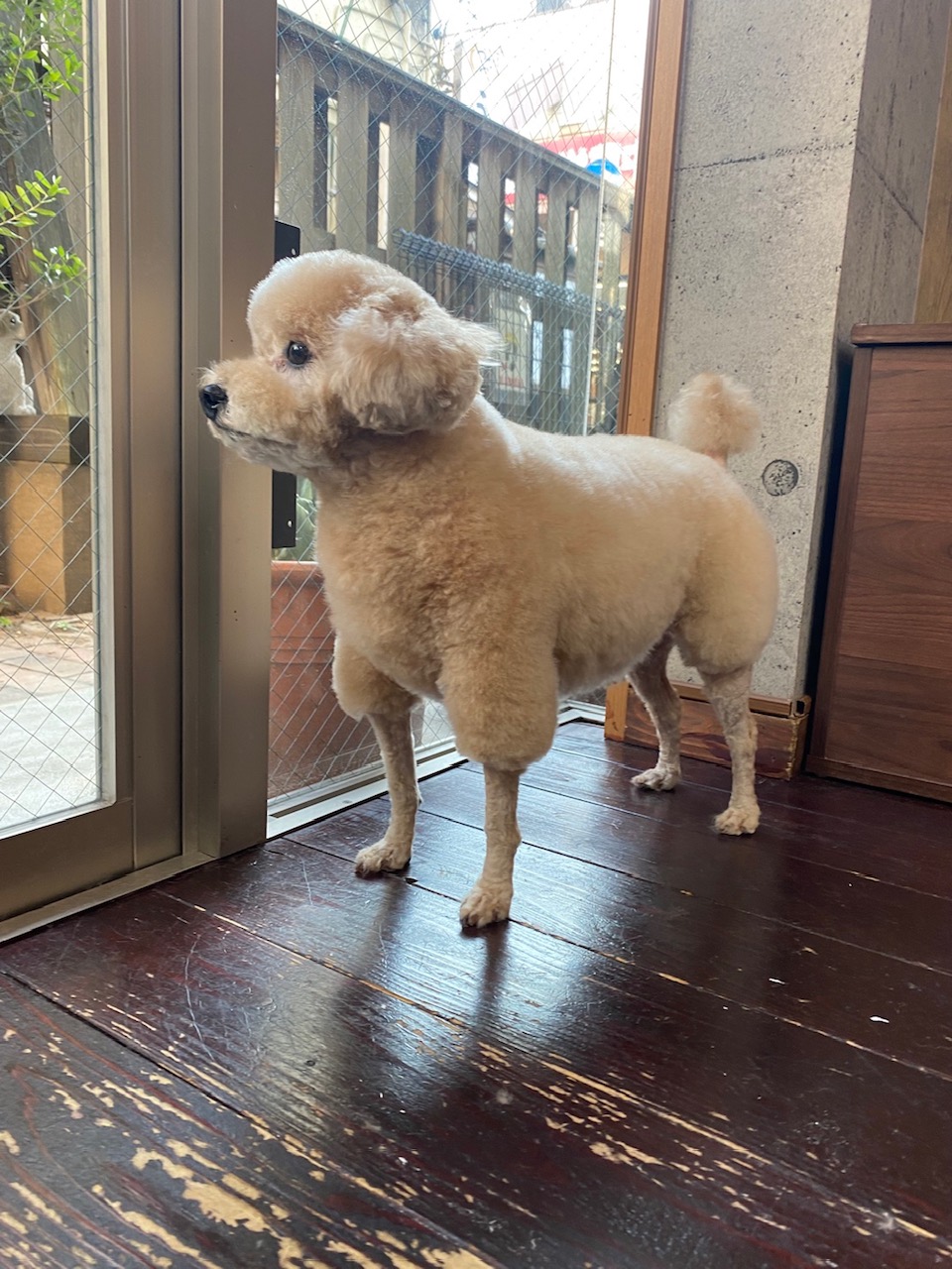 チップちゃん🐩