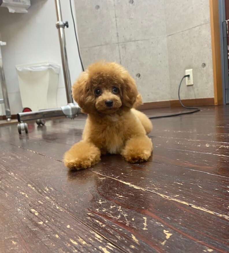 ポポロンちゃん🐩👶