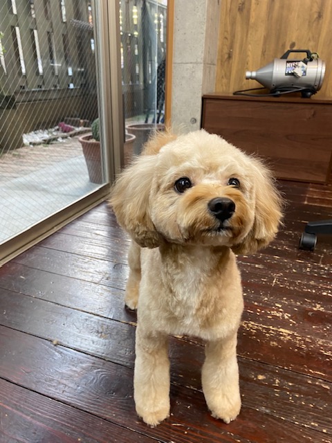 タルトちゃん🐶