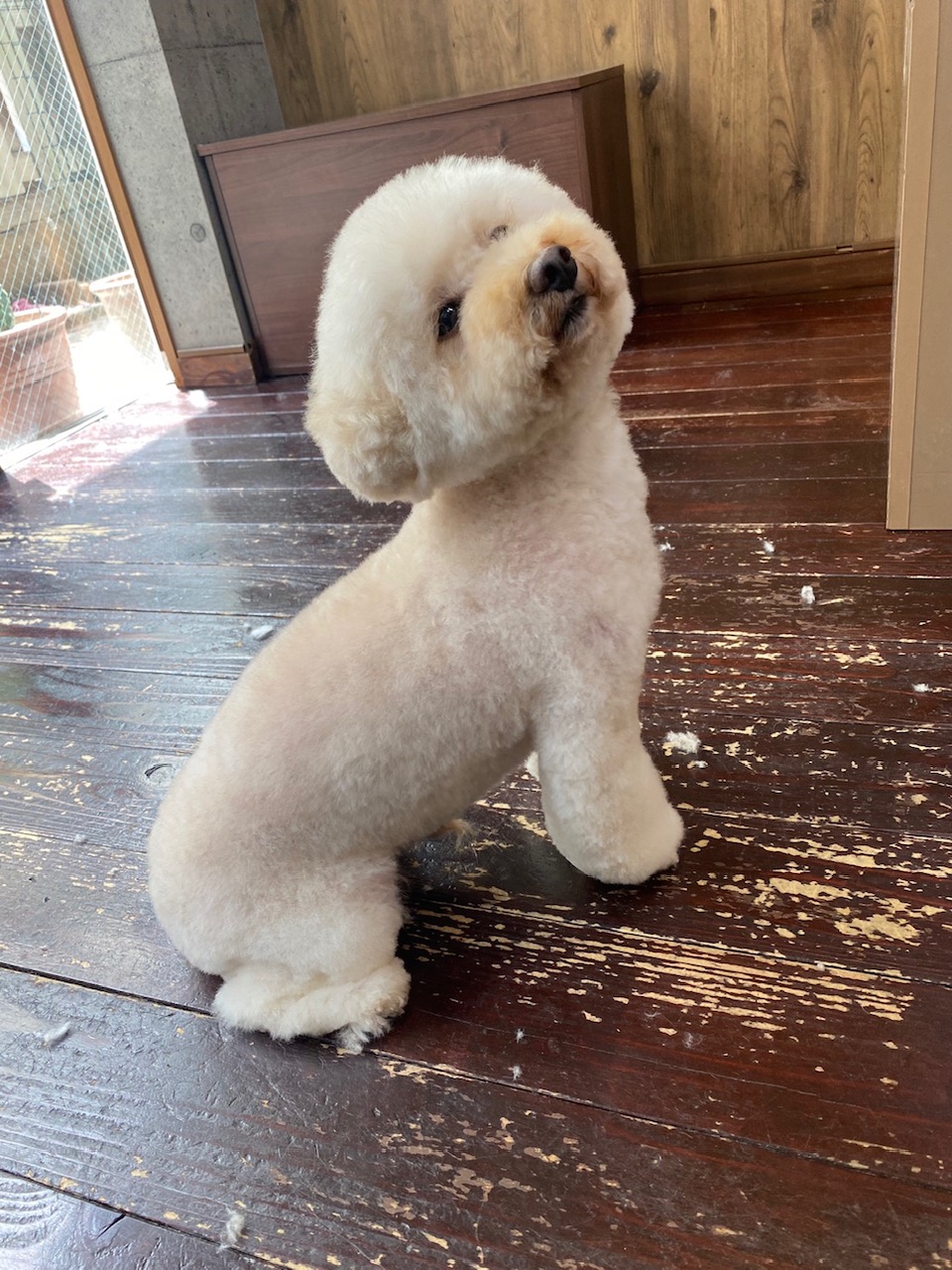 龍(りょう)ちゃん🐩