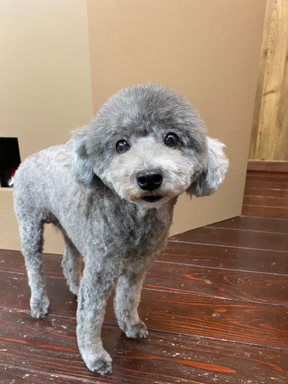 オハナちゃん🐩