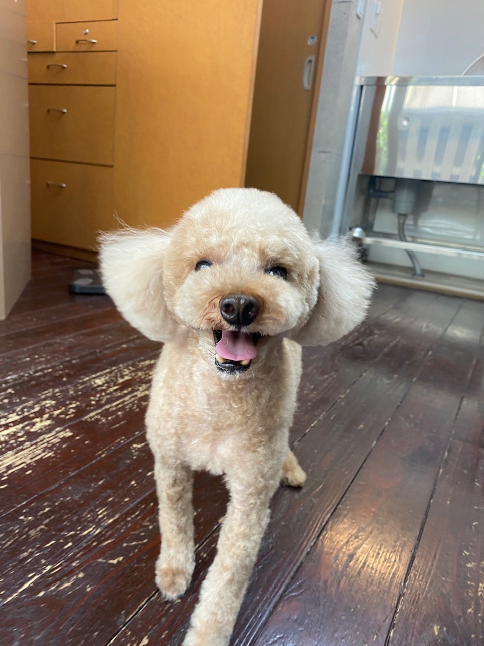 茶々丸ちゃん🐩