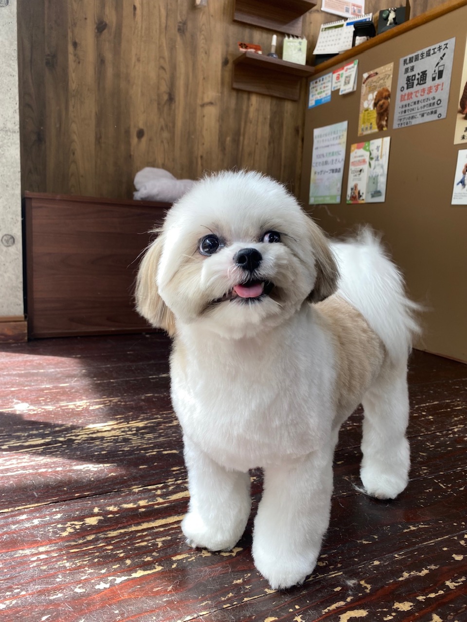 ギズモちゃん🐶