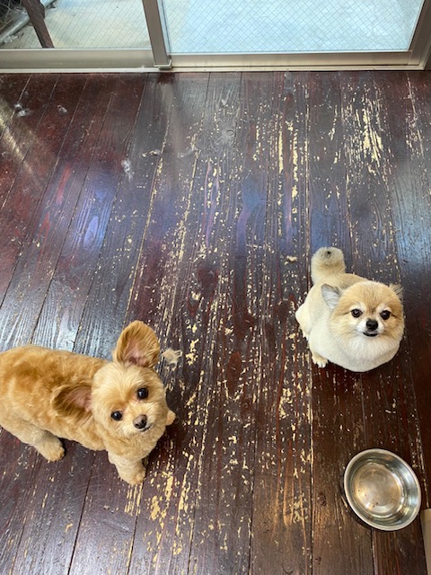 イルちゃんとアムちゃん🐶🐶