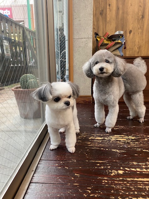 つくしちゃんと豆大福ちゃん🐶🐶