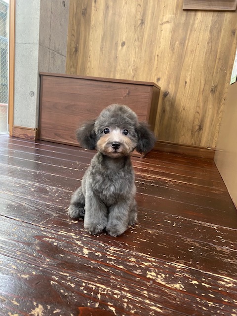 ムムちゃん🐩👶