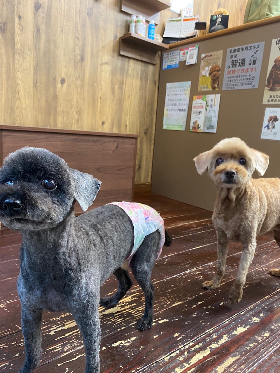 そらちゃん＆まめちゃん🐶🐶