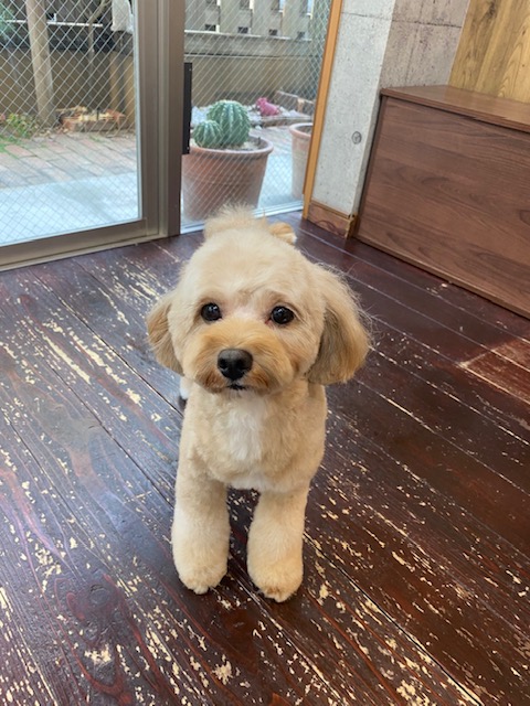 タルトちゃん🐶