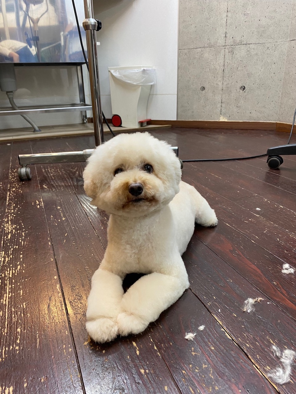 龍(りょう)ちゃん🐩