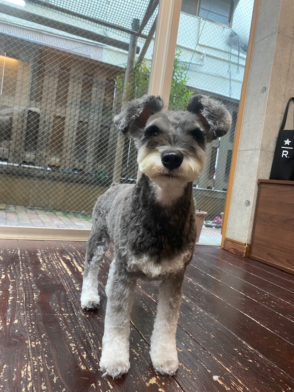 サニーちゃん🐶