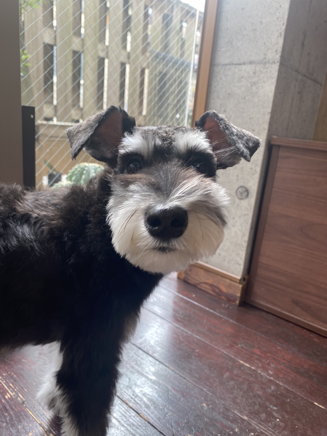 アッシュちゃん🐶