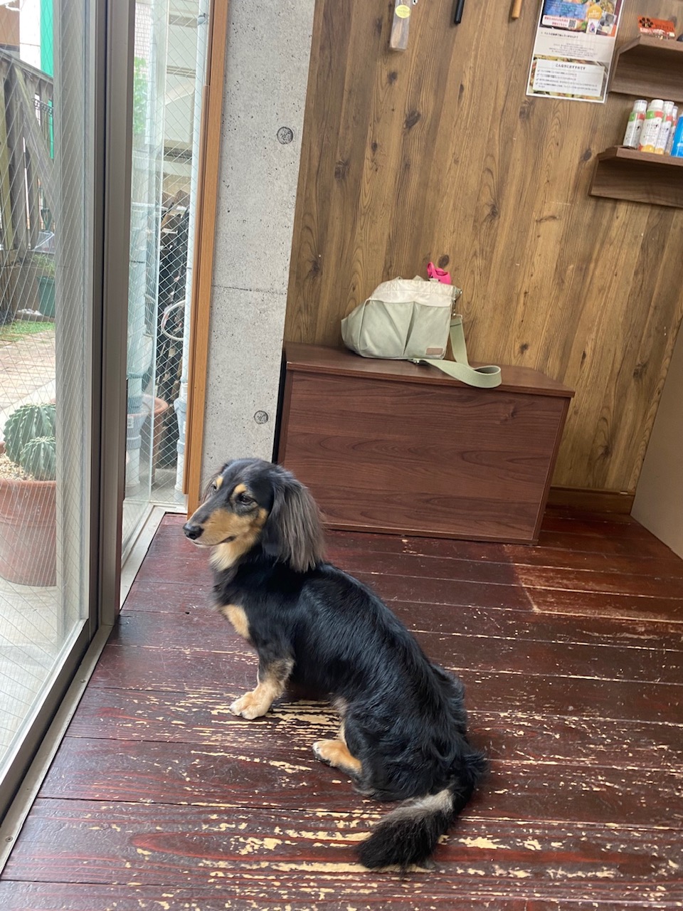 ホーリーちゃん🐶