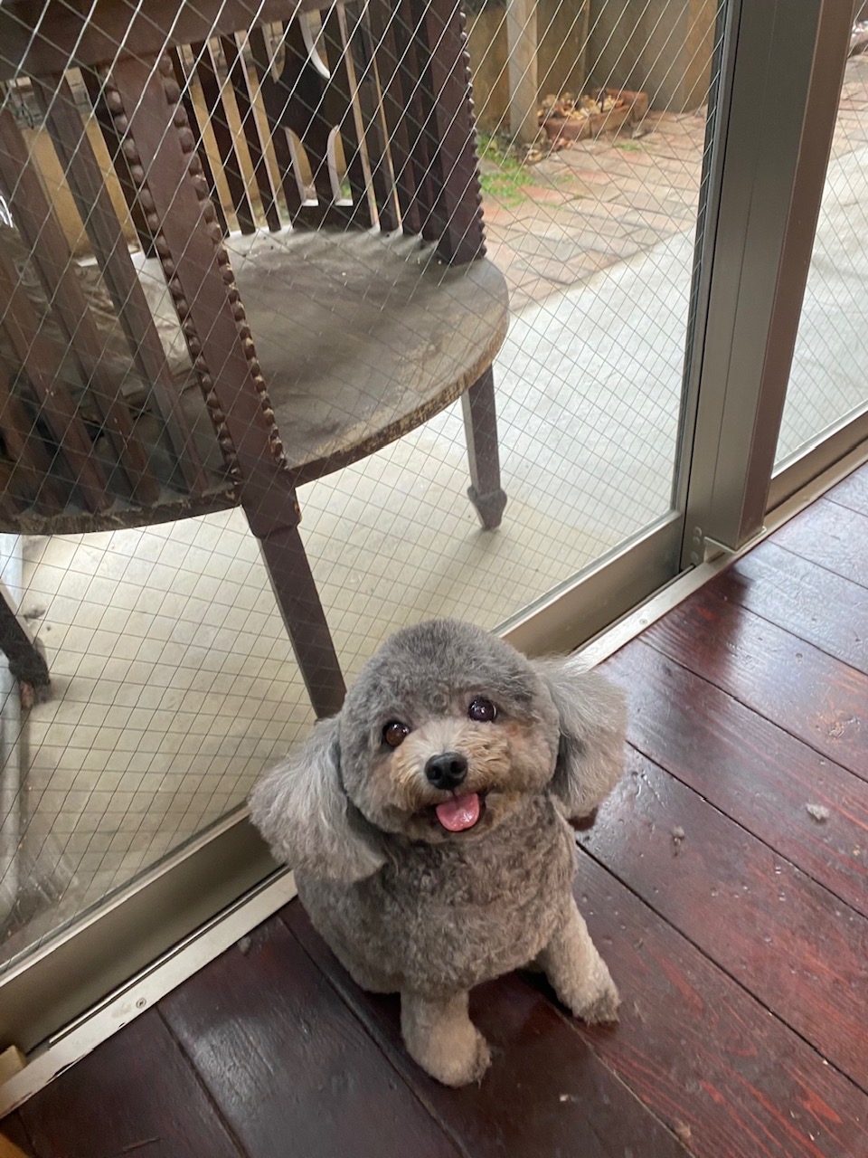 プリンちゃん🐩