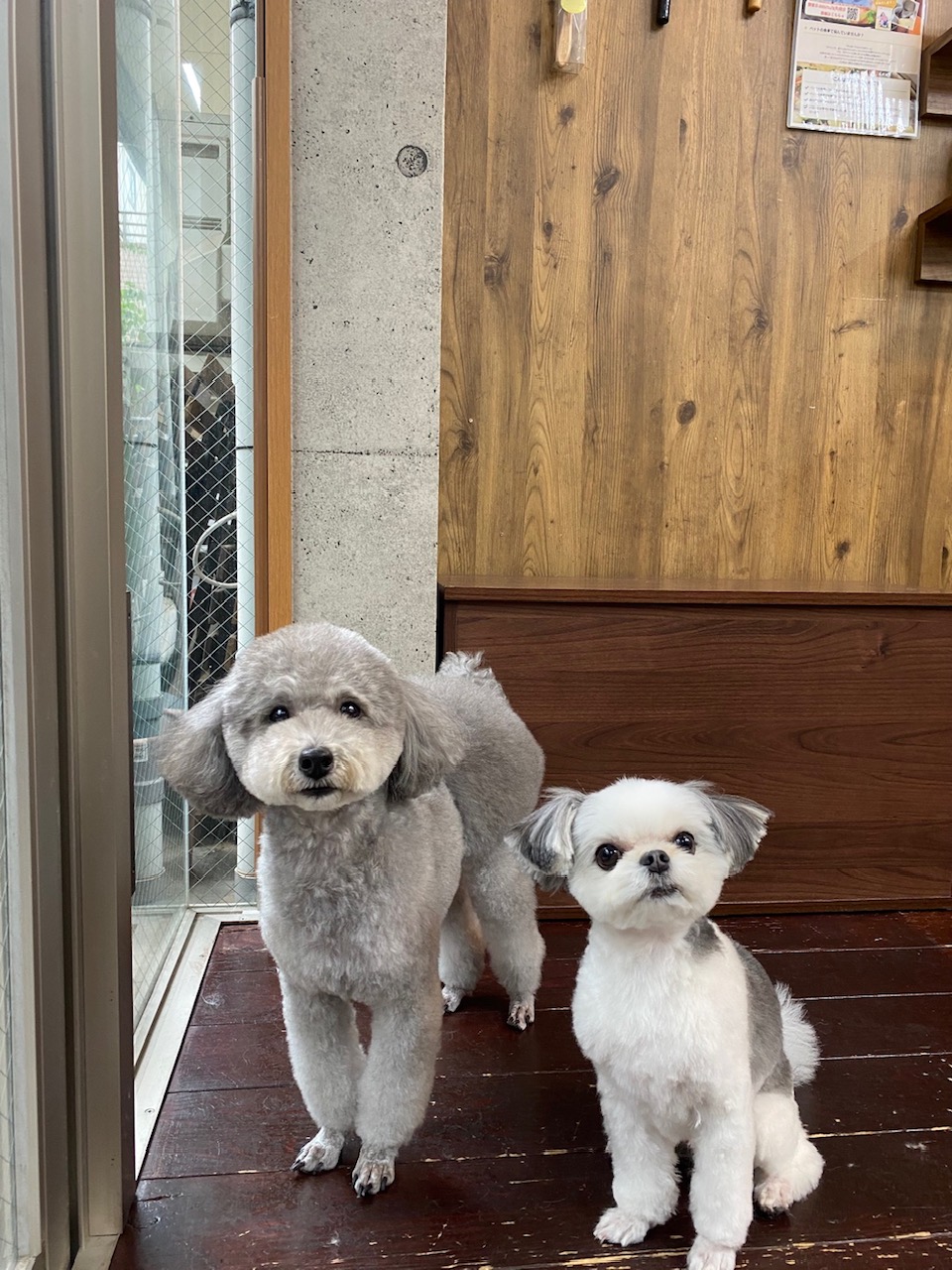 つくしちゃんと豆大福ちゃん🐶🐶