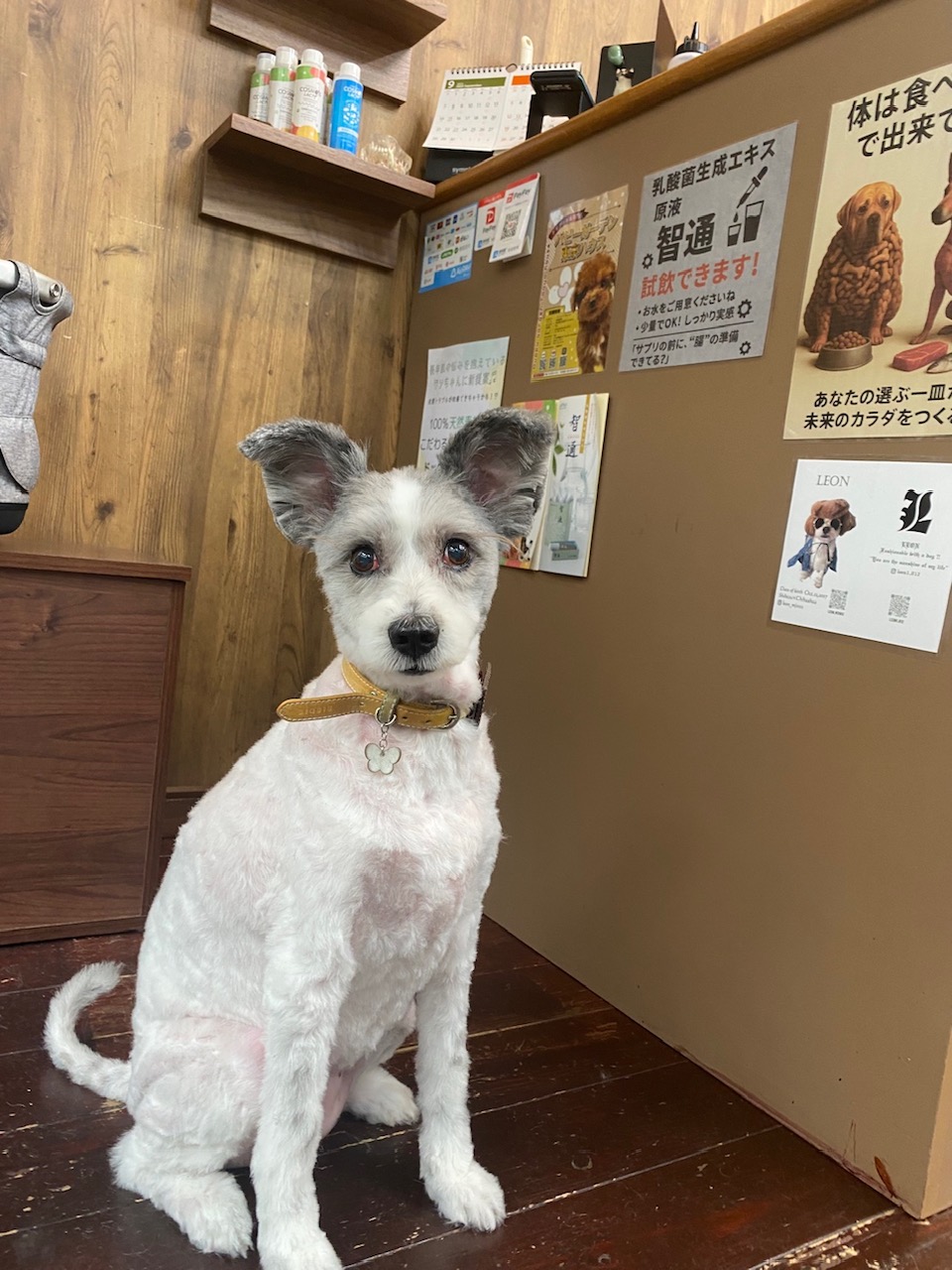 ドゥンバちゃん🐶